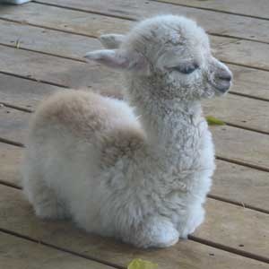 Baby Llamas
